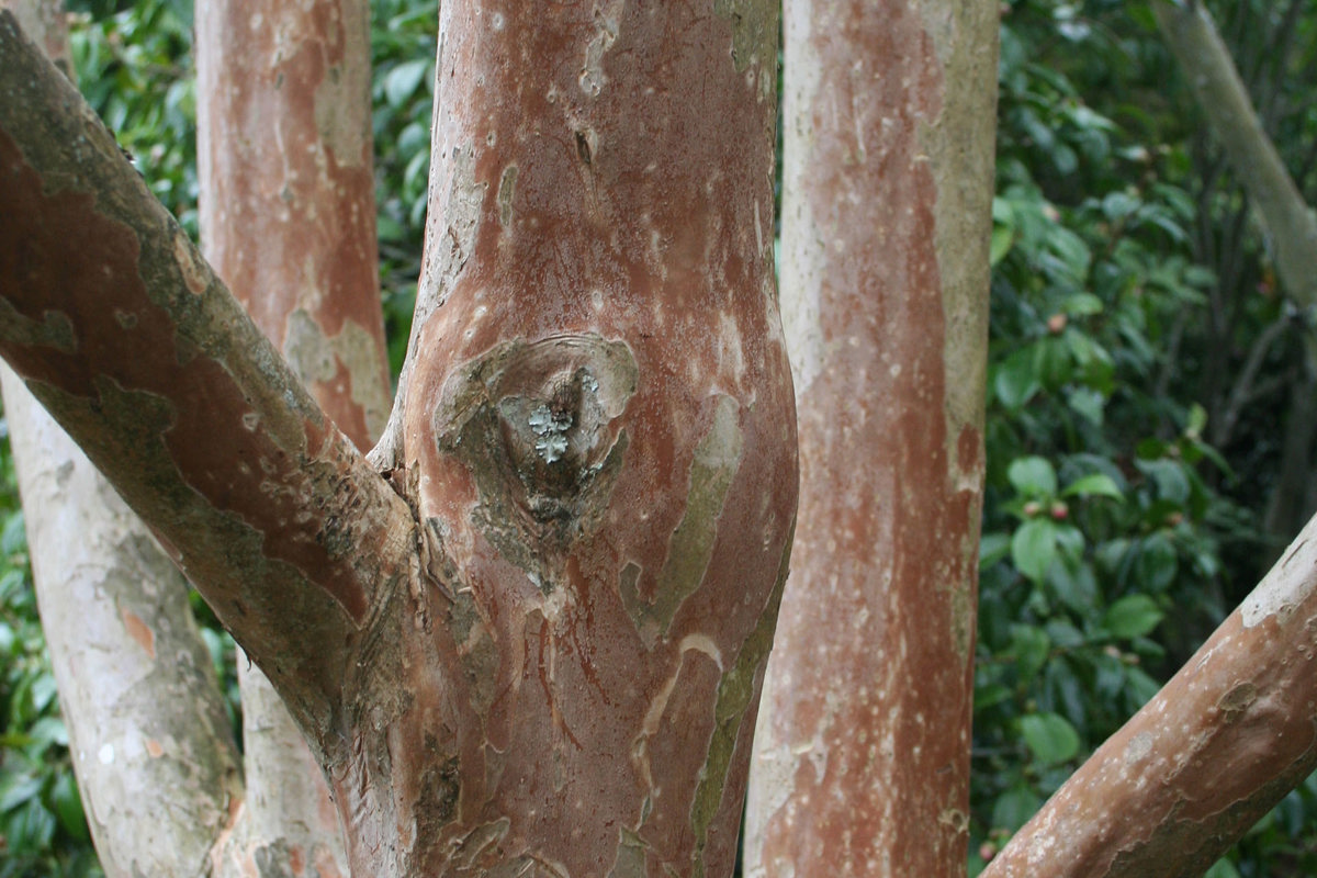 Lagerstroemia subcostata (1).jpg